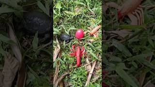 found colored eggs and large shrimps🥚🦐🦐🦐 egg fishing shortvideo [upl. by Saphra]