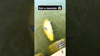 Got a monster fishinglife fishtank fisherman fishvideo river bass fish aquarium catfish [upl. by Martres13]