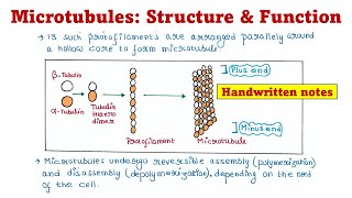 Microtubules  Structures and Functions [upl. by Valdis]