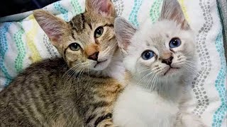 Rescue Kittens Find Forever Love in Cutest Bromance Ever [upl. by Elnar]