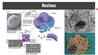 APB 24 2 2 Subcellular Components [upl. by Enelad]