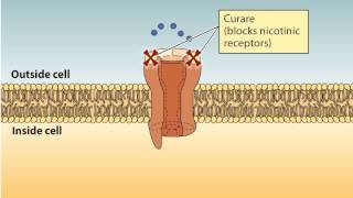 acetylcholine pathway animation [upl. by Clintock]