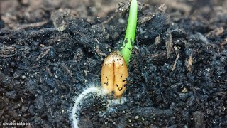 I Could Watch Time Lapses Of Seeds Growing All Day [upl. by Enaffit]