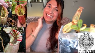 Rare Nepenthes Unboxing from Carnivero VEITCHII Nepenthes Unboxing Big Mama x Candy 🍭 Cane [upl. by Polad]