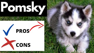 Pomsky Pros And Cons  Should You REALLY Get A POMSKY [upl. by Niwde]