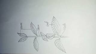 Gnetum  External morphology of gnetum  notes  diagram botany shorts [upl. by Nabroc]