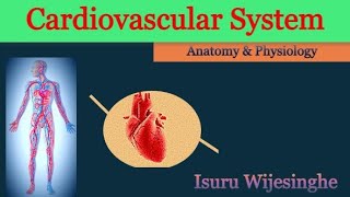 Cardiovascular System  Anatomy amp Physiology [upl. by Lyrak]