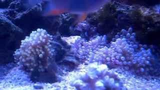 Sebae anemone Heteractis malu hosting mocha occelaris clownfish [upl. by Fabron]