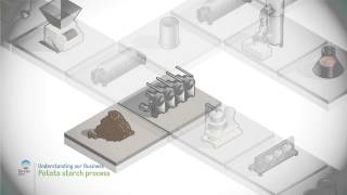 Potato starch process [upl. by Heinrick]