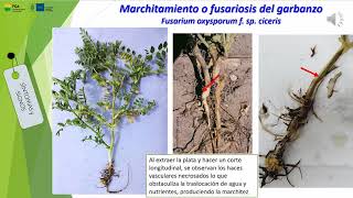 Enfermedades del Garbazno Fusariosis o Marchitez [upl. by Elladine]