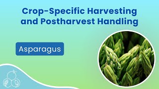 Asparagus Harvest and Postharvest Handling [upl. by Emory]