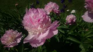 Paeonia Angel Cheeks [upl. by Nagap]