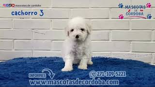 venta de cachorros french poodle minitoy en veracruz y xalapa [upl. by Iteerp]