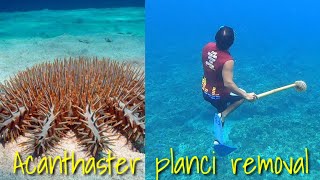 Removing Crown of Thorns Starfish  Coral reef killers Scientific nameAcanthaster planci [upl. by Hadihahs554]