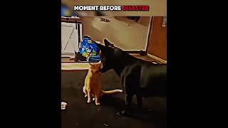 Cat vs dog in the WWE FINALS [upl. by Leiba102]