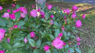 Polyantha Rose  La Marne [upl. by Dash]