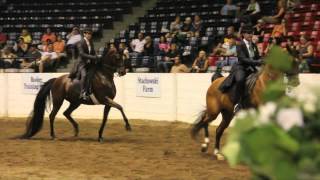 HalfArabian Country English Pleasure Buckeye Arabian Show [upl. by Ardnoik]