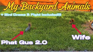 My Backyard Animals Full Compilation [upl. by Eelarak]