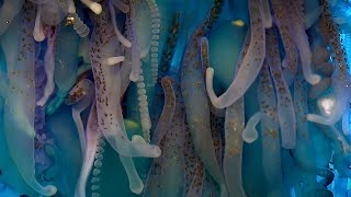 Exploring The Underwater World  4K UHD  Blue Planet II  BBC Earth [upl. by Luby394]