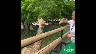 Giraffe Feeding  Casela Nature Parks  Mauritius [upl. by Ynaffet]