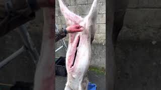 How to remove the udders on a female deer without bursting the glands [upl. by Daphene]