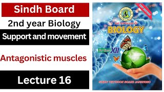 the action of antagonistic muscles  support and movement  class 12 biology Sindh board new book [upl. by Nadabb608]