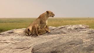 SAFARI Leona’s con sus CACHORROS en SERENGETI [upl. by Nipsirc956]