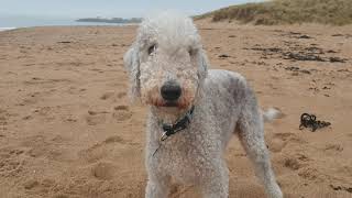 A BEAUTIFUL BEDLINGTON TERRIER DOG AT THE BEACH [upl. by Eustasius743]