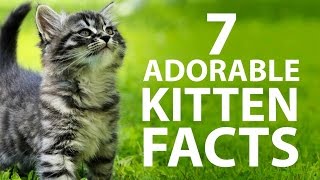 7 Adorable Kitten Facts [upl. by Eniluap]