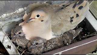 Mourning Doves nest building and feeding chicks crop milk [upl. by Enneicul747]