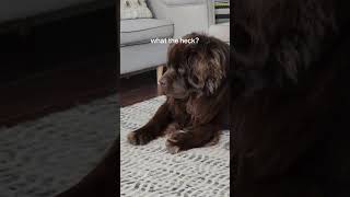 Newfoundland dog and kitten are the best of friends [upl. by Jari]