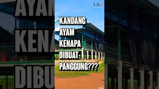 Kandang Ayam KENAPA DIBUAT PANGGUNG [upl. by Rollin]