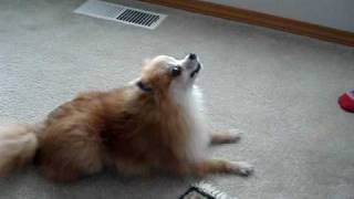 Talking Dog  Pomeranian says Hello [upl. by Najed]