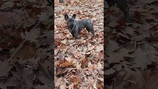 Осінь французскийбульдог frenchbulldog осінь october frenchie листя dog собака собака [upl. by Ugo573]