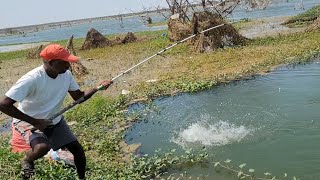 Big Fishes hunting amp Catching by Professional FishermanUnbelievable Hook fishing video [upl. by Ygief]