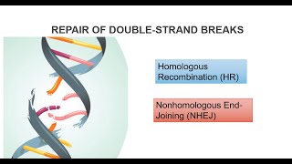 Non Homologous end joining  Dna repair mechanism NHEJ  DSB repair dnarepair [upl. by Asillam]