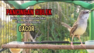 Burung Ciblek Semi Gacor NGEBREN Variasi cocok Untuk Masteran Ciblek dan Pancingan Ciblek BAHAN [upl. by Heron871]