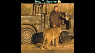 How To Survive a Lion Attack 👍 [upl. by Yro]