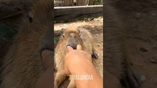 CAPIVARA animais bichos shorts [upl. by Anikes711]