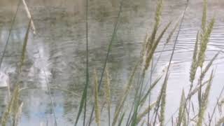 More Otters playing in a pond Closer [upl. by Maggie]