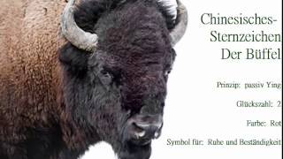 Chinesisches Sternzeichen der Büffel🐃 und seine Eigenschaften Der Büffel strebt nach Sicherheit [upl. by Uaeb]