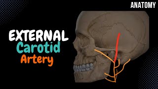 External Carotid Artery SCHEME Side branches  Mnemonics [upl. by Mcnully680]