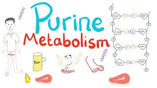 Purine Metabolism De Novo Salvage Degradation Uric Acid [upl. by Aggappe]