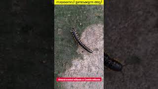 Millipedes  Animal Wonders Interesting Facts  Harpaphe haydeniana  Malayalam facts shortsvideo [upl. by Andrey]