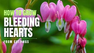 How to Grow Bleeding Hearts Dicentra spectabilis from Cuttings  Perennial Garden [upl. by Cece320]