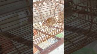 Kya Karu In Chooho Ka 🐀😂 shorts joker rat funnyshorts youtubeshorts viralshorts [upl. by Ahsienod197]