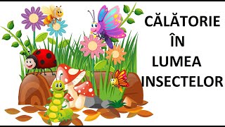 În lumea insectelor Cunoaşterea mediului [upl. by Nairrad]