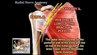 Radial Nerve Anatomy  Everything You Need To Know  Dr Nabil Ebraheim [upl. by Helmut]