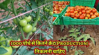 टोमेटो खेती मे 1000 पोधों से कितना माल निकलना चाहिए  कितनी production होनी चाहिए [upl. by Mighell]