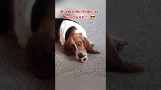 Chupando mi hueso 🐕🤣 humor comedia motivacion [upl. by Annawahs]